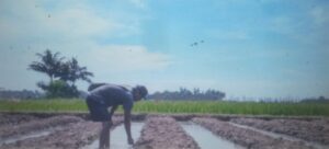 Petani Binaan BAZNAS Tanam Bawang Merah untuk Ketiga Kalinya