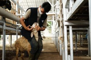 Hindari Kurban Tidak Sah, Ini Ciri Hewan yang Dilarang