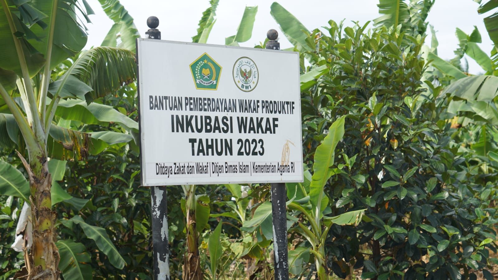 Produktif, Ponpes An-Najah Tanah Laut Maksimalkan Lahan Wakaf untuk Budidaya Pisang Cavendish