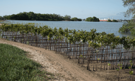 Pertamina International Shipping Tanam 10 Ribu Mangrove