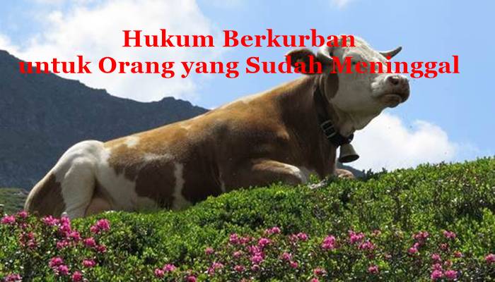 Hukum Qurban