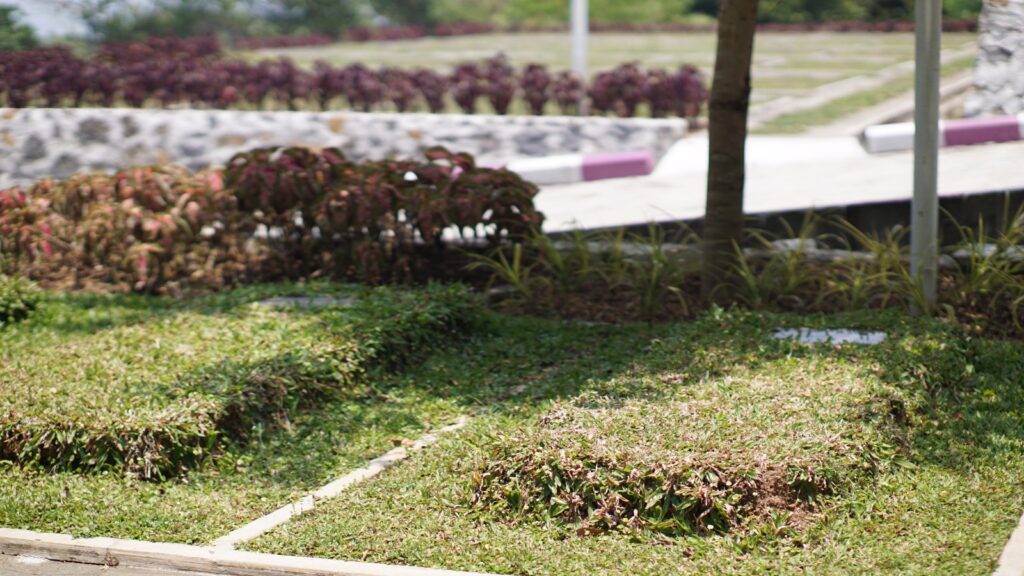 firdaus1